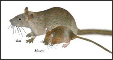 чем отличаются мыши от крыс