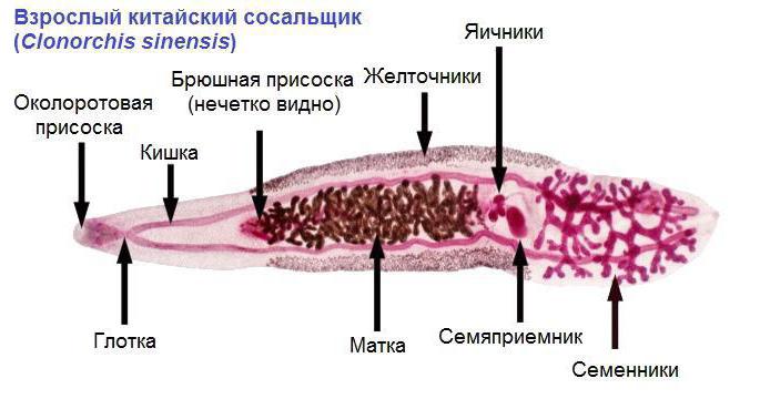 китайский сосальщик строение