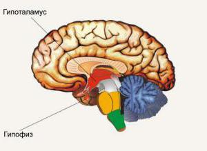 где находится гипофиз