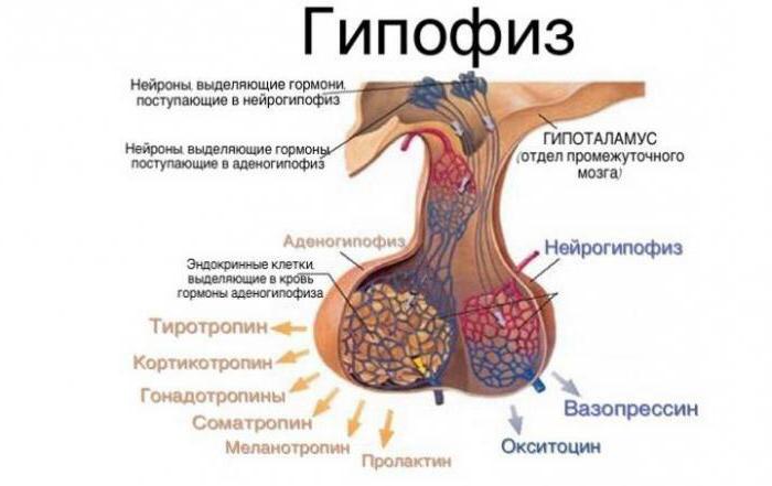 где находится гипофиз и гипоталамус у человека