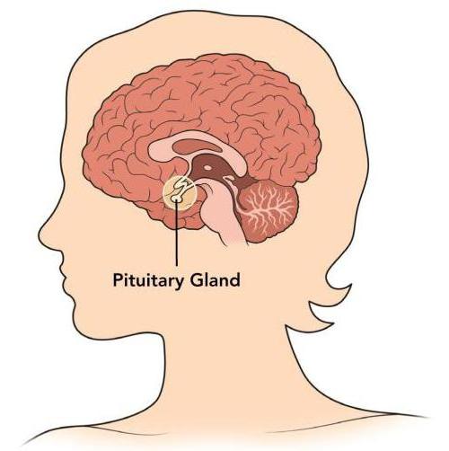 где находится гипофиз и щитовидная железа