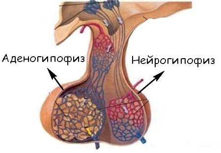 где находится гипофиз головного мозга