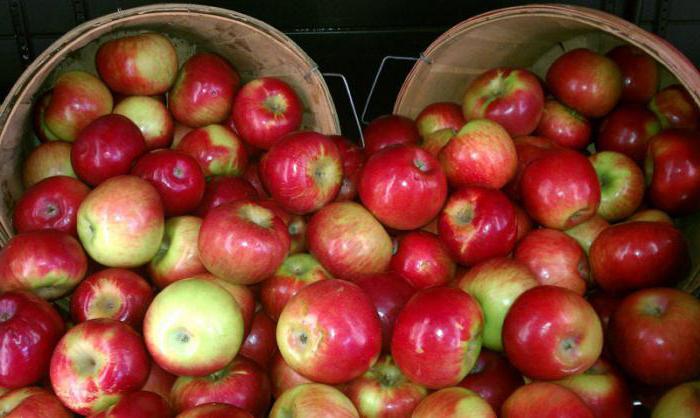 шарлотка пышная с яблоками творогом в духовке