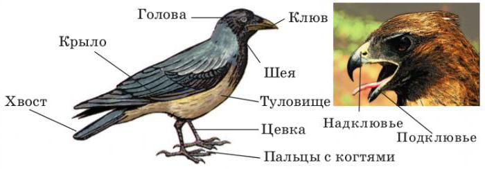 внешнее строение птиц