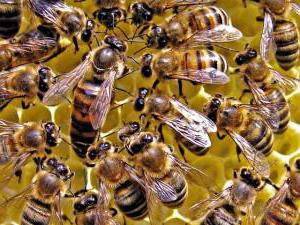 Чем питается матка пчелы