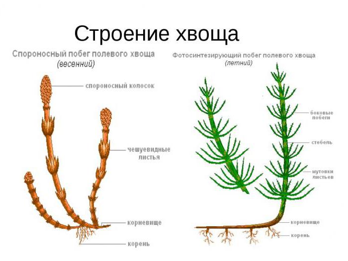 значение хвощей