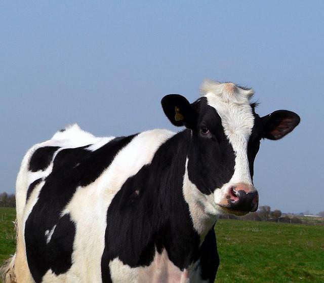 продолжительность жизни коровы