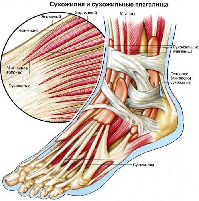 что такое сухожилие