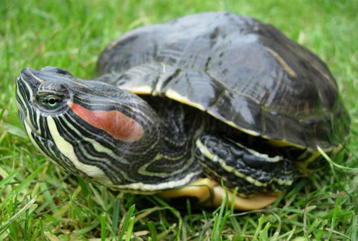 красноухая черепаха интересные факты
