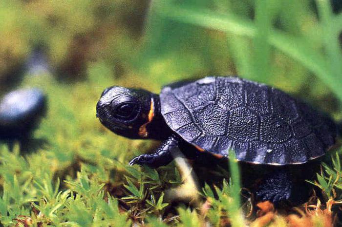 черепаха болотная интересные факты