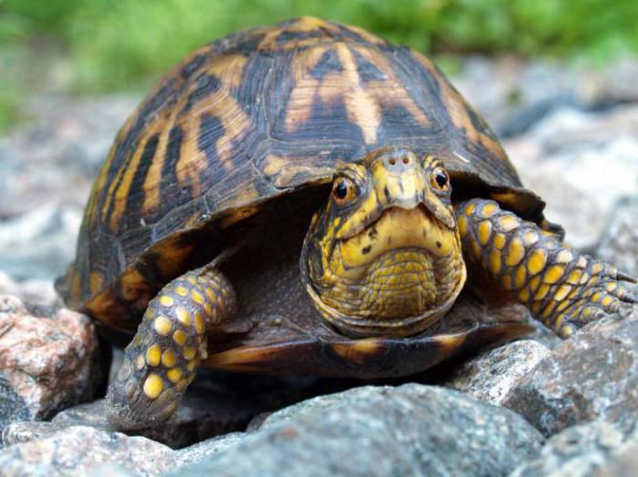 интересные факты о черепахах