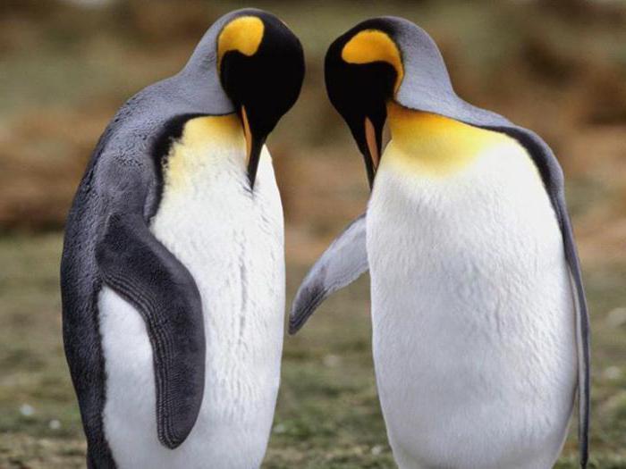 пингвины сколько видов