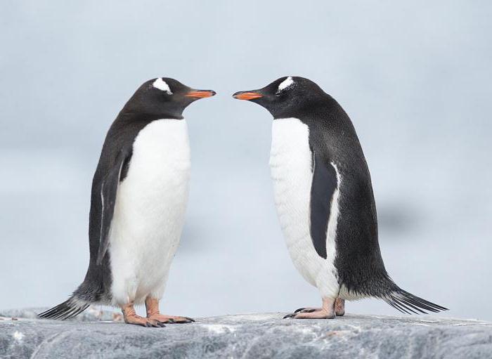 что едят пингвины кроме рыбы