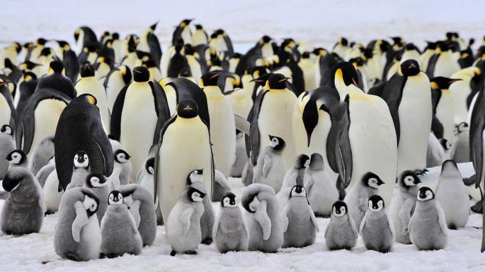 интересные факты о пингвинах