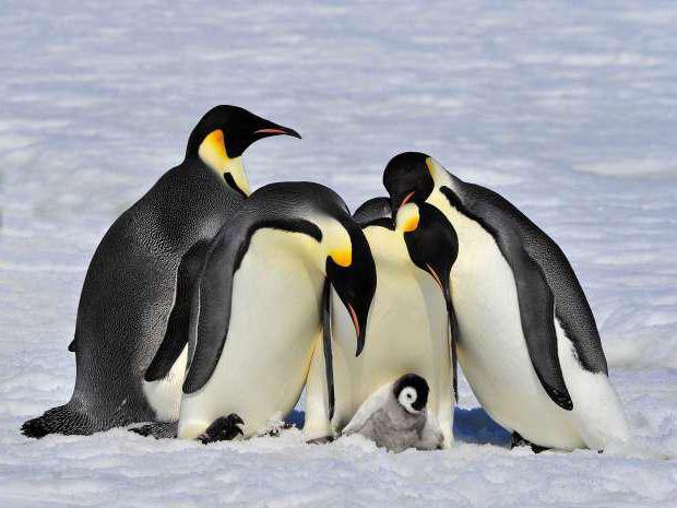 где живут пингвины 