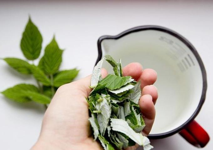 чай из листьев малины польза и вред