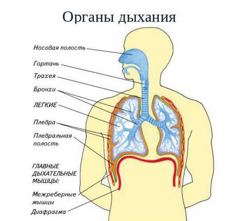 каково значение органов дыхания биология 6