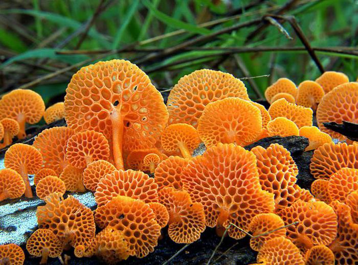 роль грибов в природе