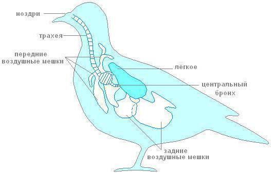 особенности дыхательной системы птиц