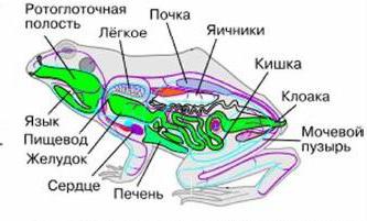 внешнее и внутреннее строение лягушки