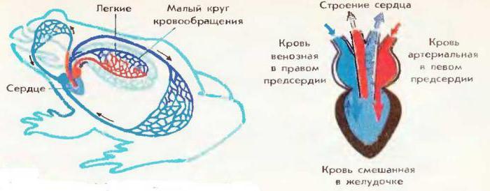 внутреннее строение лягушки