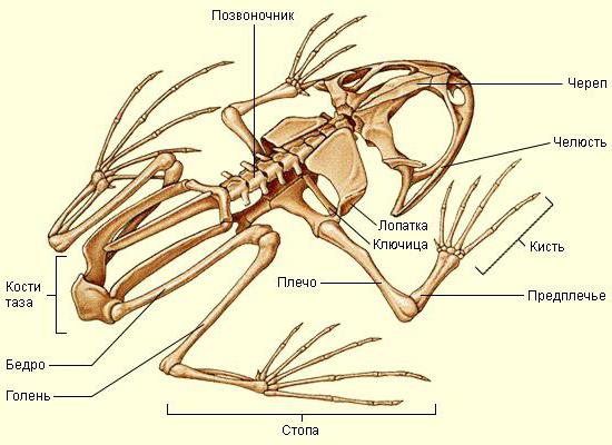 строение внутренних органов лягушки