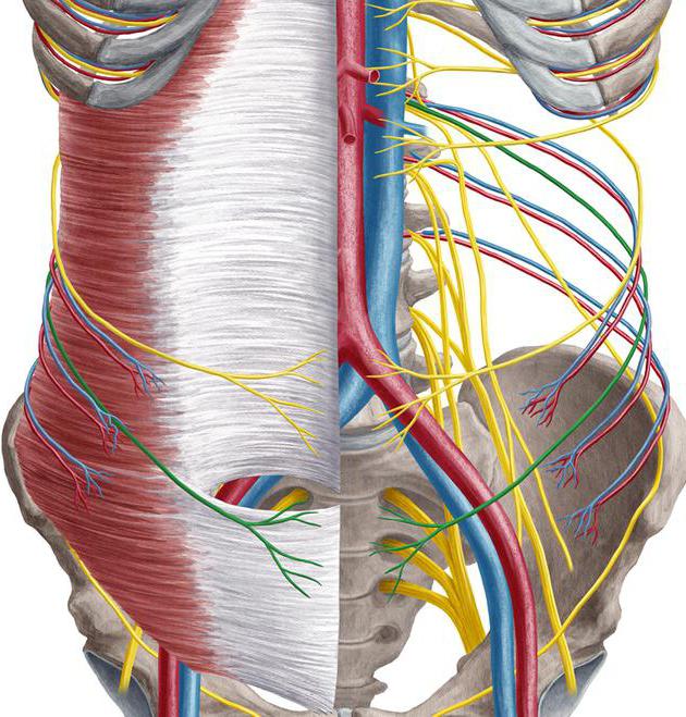 пояснично крестцовое сплетение 