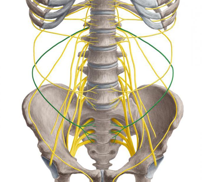 крестцовое сплетение анатомия 