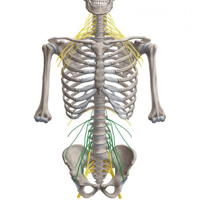 нервы крестцового сплетения 