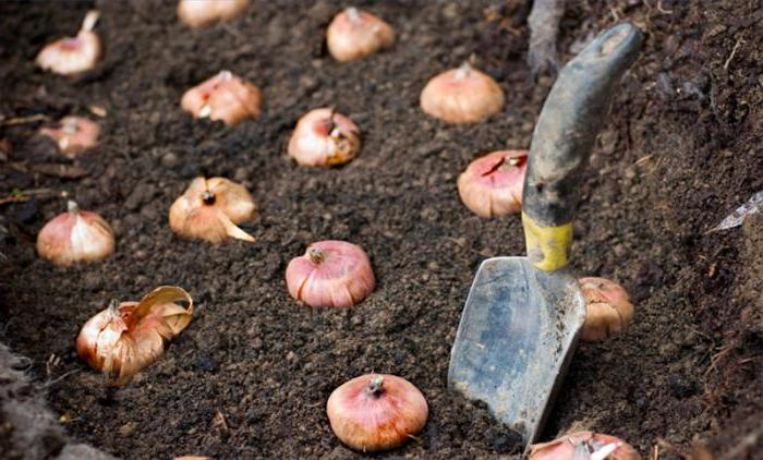 Как хранить выкопанные луковицы гладиолусов