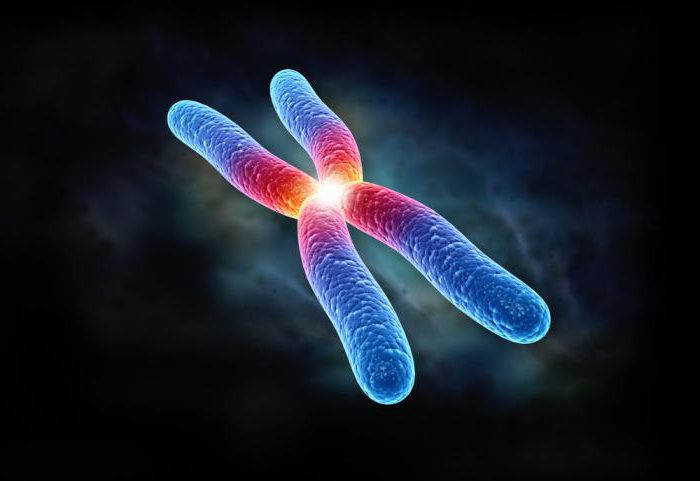 биология набор хромосом