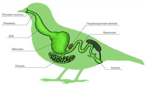 пищеварительная система птицы