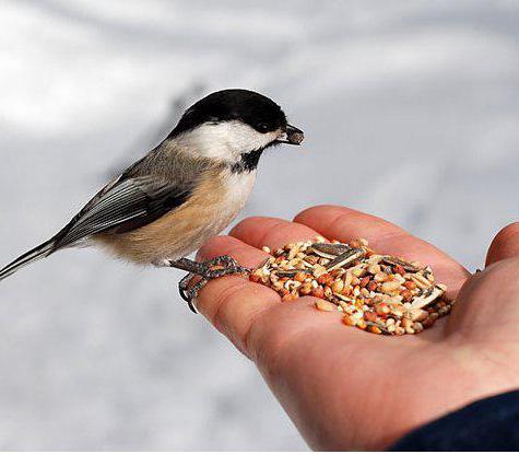 пищеварительная система птиц кратко