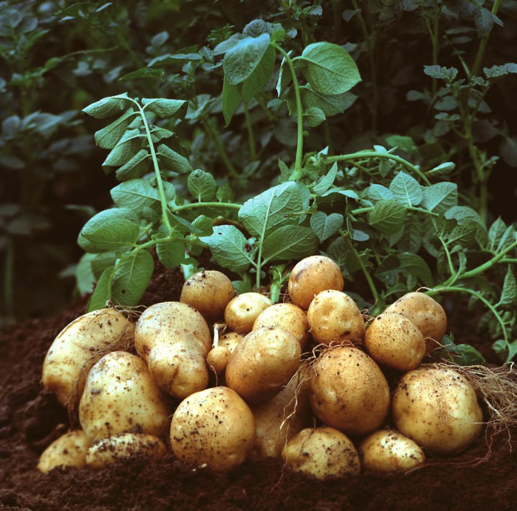 внекорневая подкормка картофеля калием