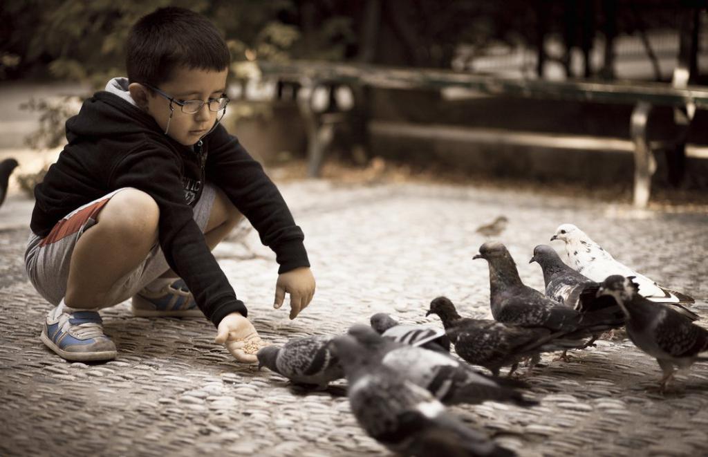 Мальчик кормит голубей