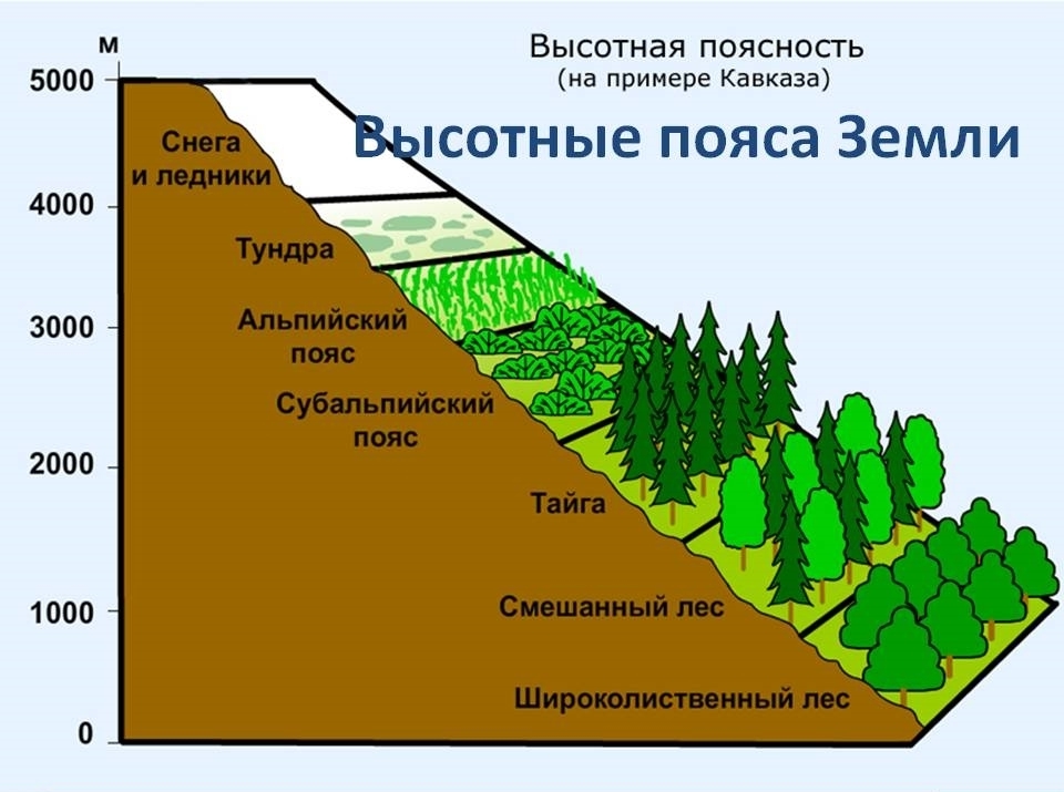 Высотная поясность россии