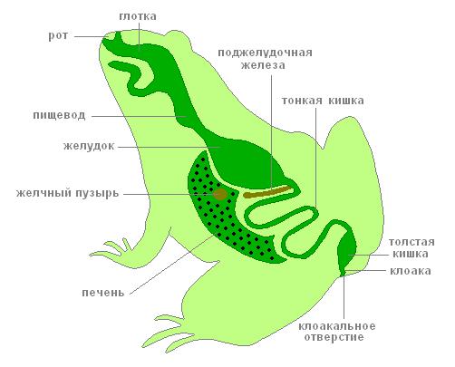 Пищеварительная система лягушки