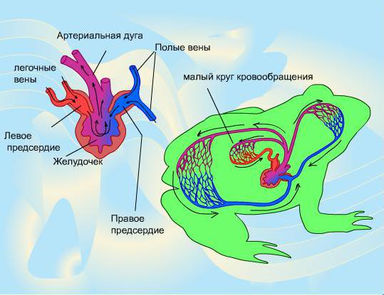 Кровеносная система