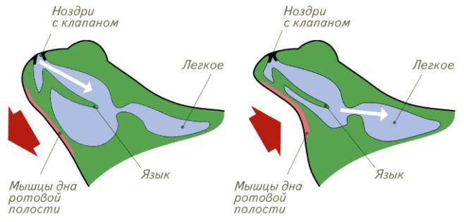 Дыхательная система