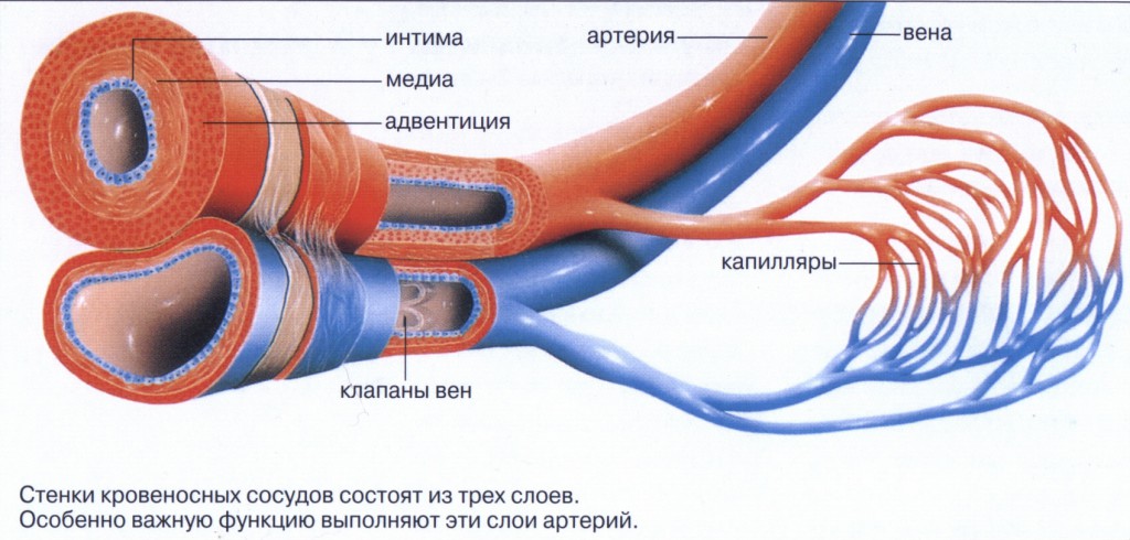 Что такое артерия