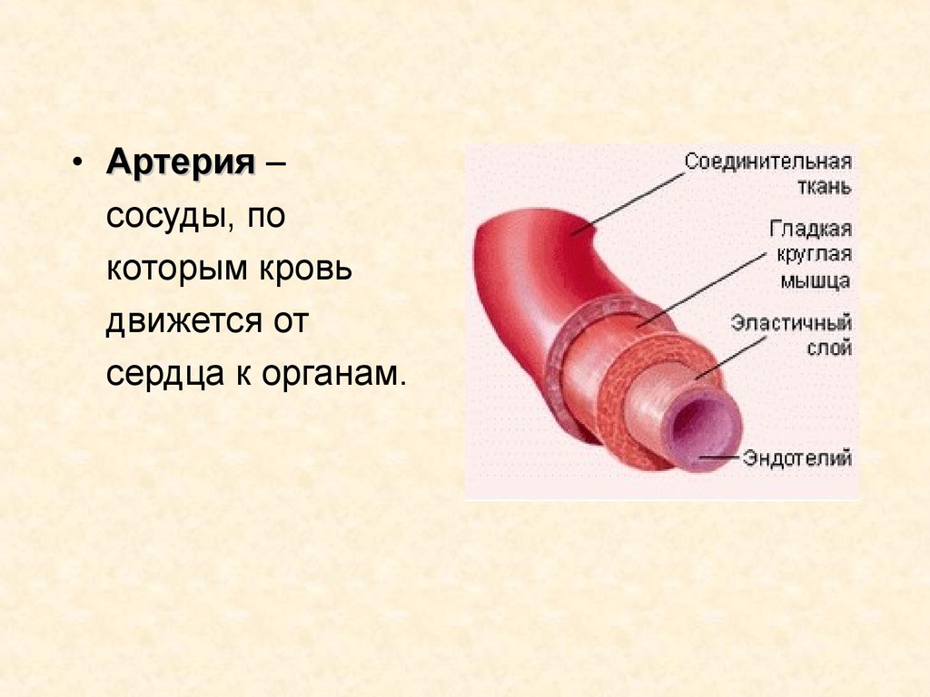 Артерии организма человека