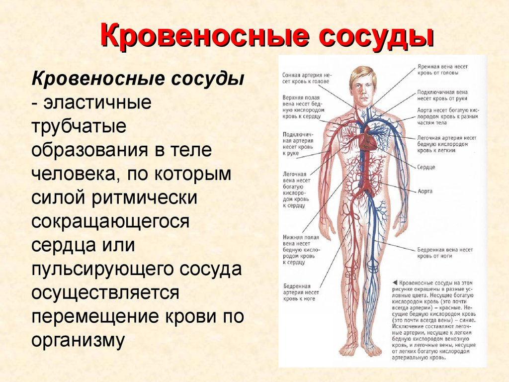 Артерии шеи