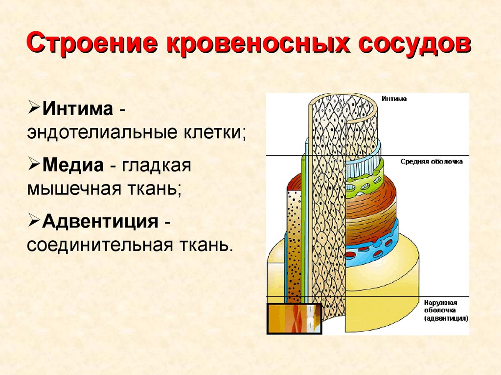 Позвоночная артерия