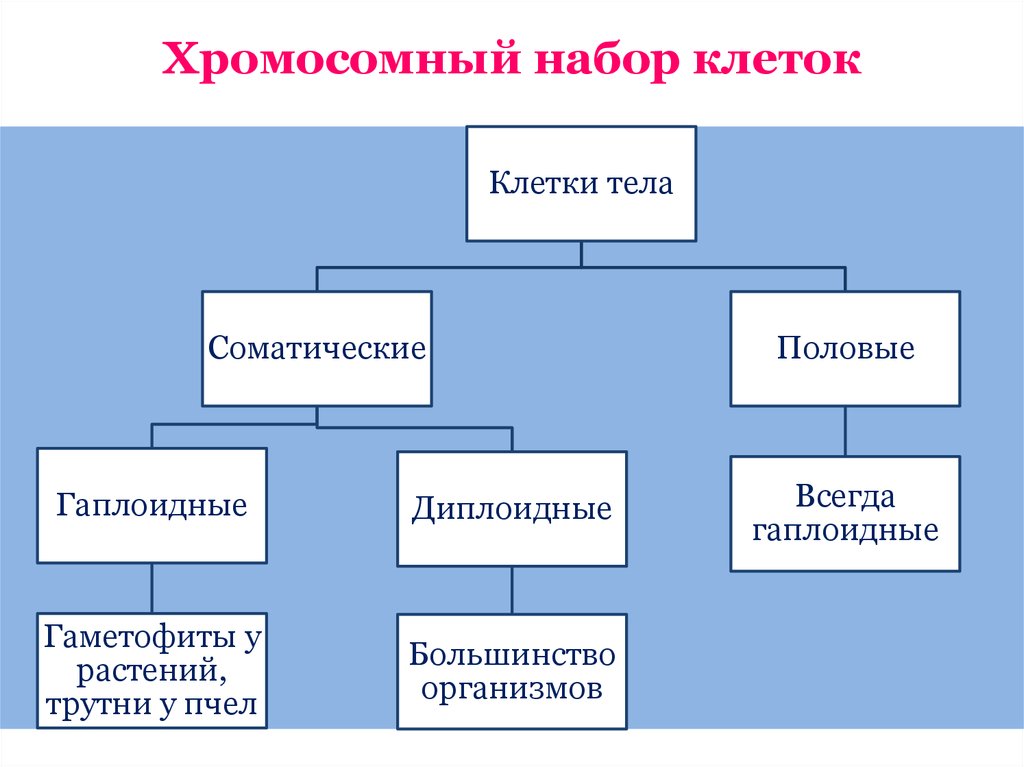 типы половых хромосом