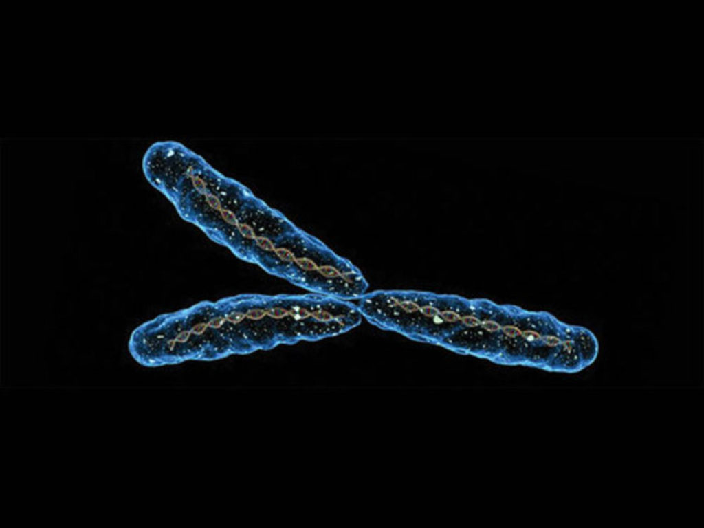 основные типы хромосом