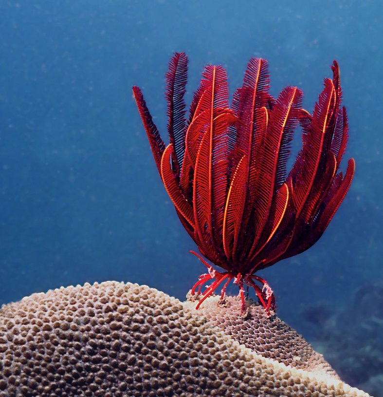 Бесстебельчатая ярко-красная морская лилия