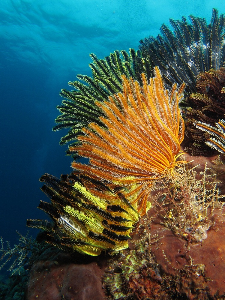 Подводный сад с морскими лилиями