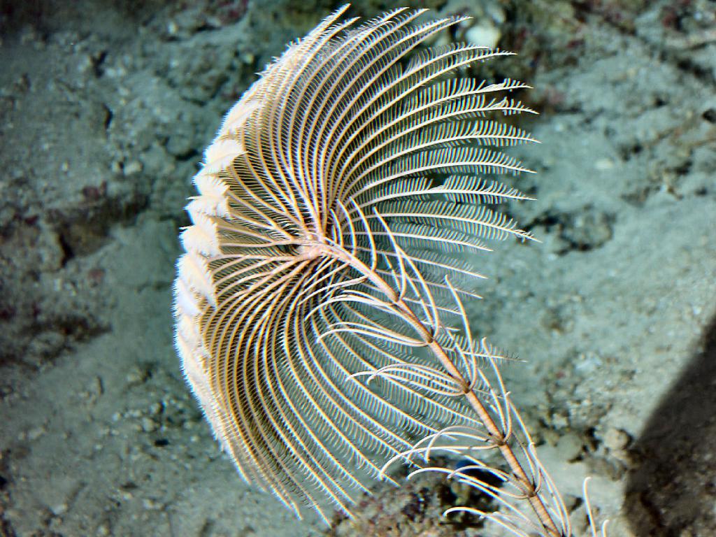 Cenocrinus asterius - самая большая морская лилия в Атлантике