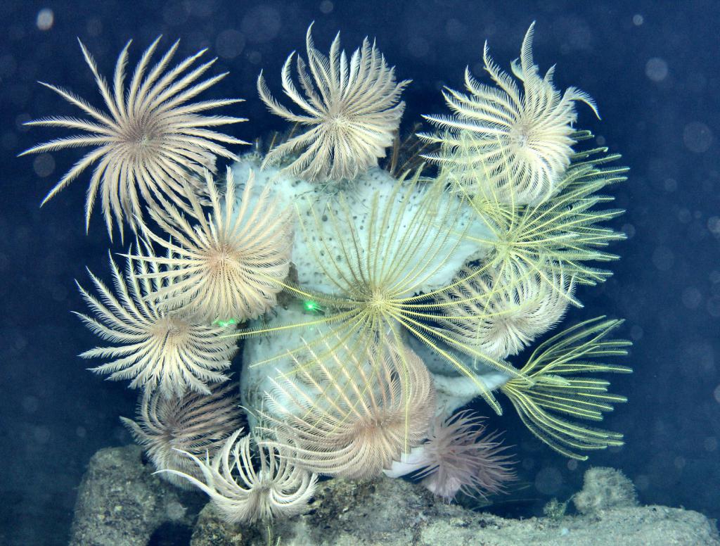 Несколько глубоководных морских лилий