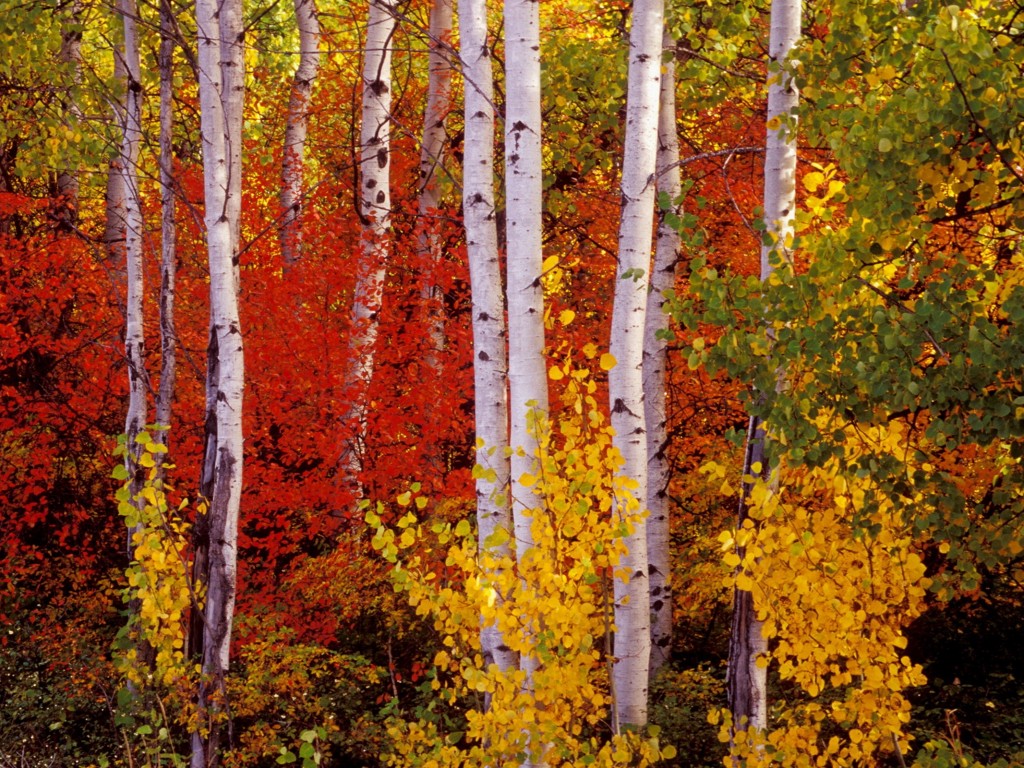 Осенний лес - красивое зрелище